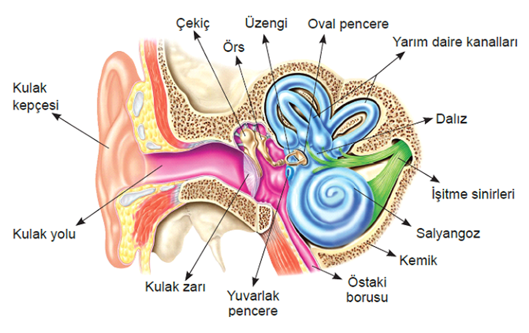 İşitme Kaybının Oluştuğu Yer